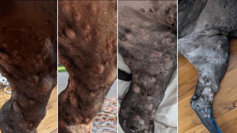  从绝望诊断到实验突破；一位工程师的AI抗癌之旅，引发科学界热烈争论。 健康养生