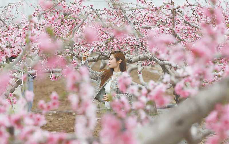  技术赋能文旅出圈：焦作春日经济数据解码与系统性增长方法论 文化旅游