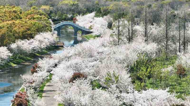  技术摄影视角：海湾国家森林公园樱花分布与拍摄攻略全解析 文化旅游