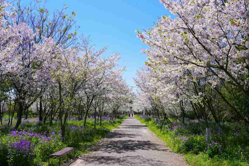  技术摄影视角：海湾国家森林公园樱花分布与拍摄攻略全解析 文化旅游