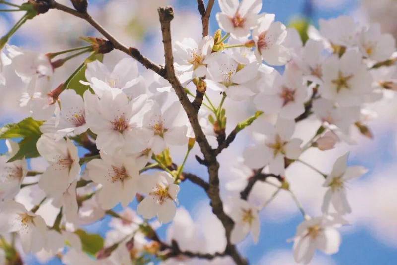  技术摄影视角：海湾国家森林公园樱花分布与拍摄攻略全解析 文化旅游