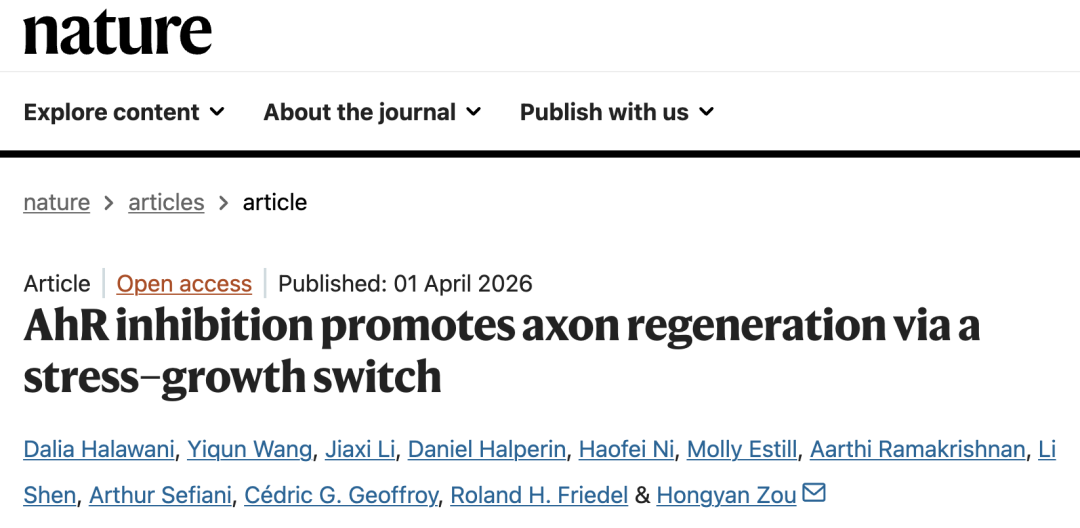 神经再生困局破冰：AhR分子“刹车”机制深度解析
